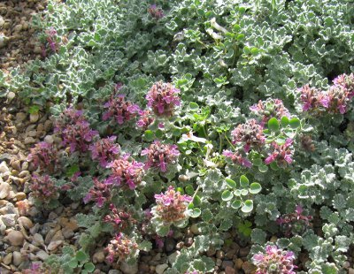 Teucrium musimonum 642/20